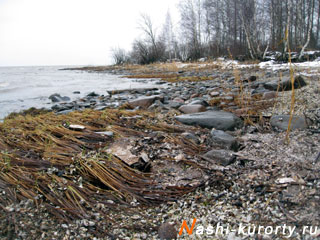 nashi-kurorty.ru